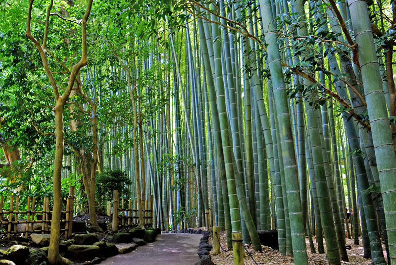 木と水と石のハーモニー！時を忘れる「鎌倉寺院」名庭園5選 | 神奈川