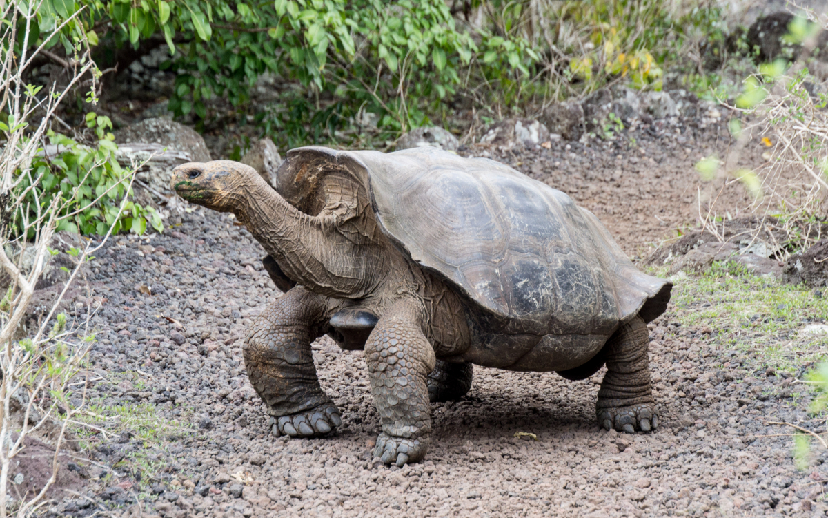 独自の進化を遂げたガラパゴス諸島！楽園にだけ生きる動物達