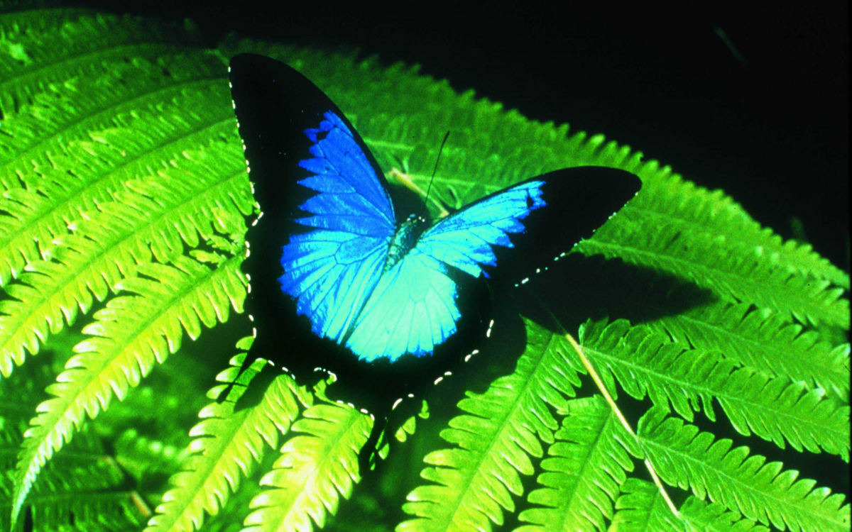 幸せの青い蝶に会う！ケアンズ「バタフライサンクチュアリ