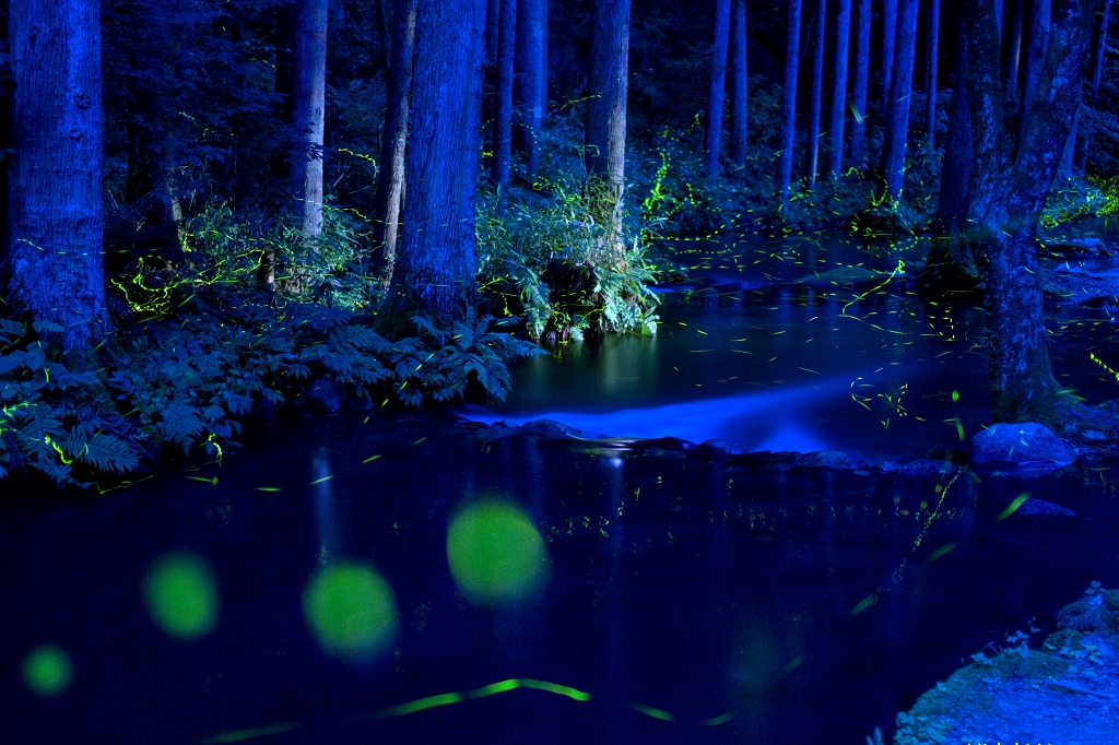 那須フィッシュランド ほたるのゆ」は源氏蛍と平家蛍の乱舞が幻想的