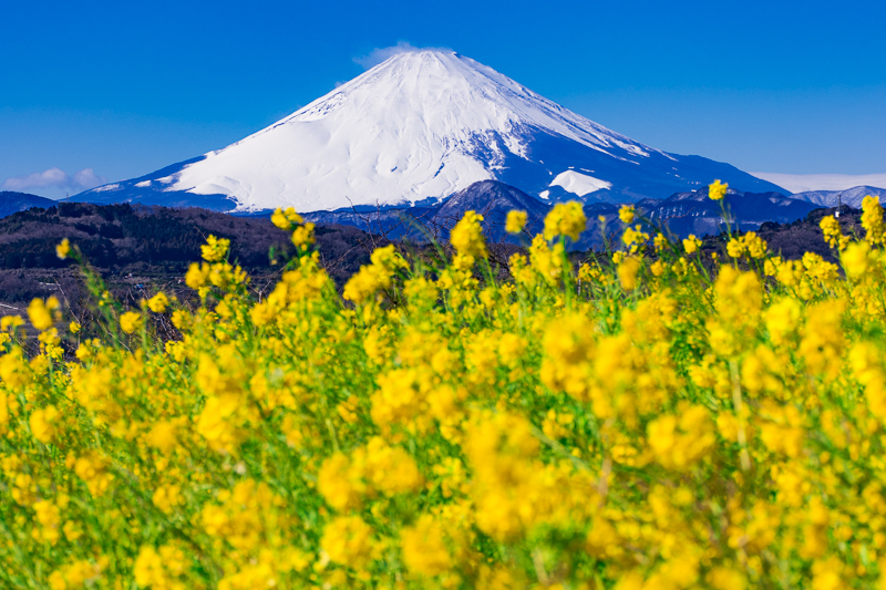 神奈川「吾妻山公園」は“菜の花”の名所！富士山との共演が絶景すぎる