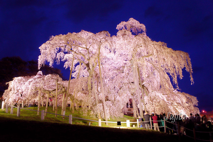 三春滝桜はライトアップも必見！福島の人気一本桜お花見攻略法 | 福島