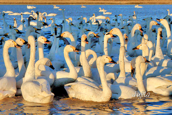 白鳥飛来数1000羽以上！印西市・本埜「白鳥の郷」 | 千葉県 | トラベル