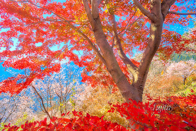 紅葉と桜が同時に見頃！埼玉「城峯公園」冬桜の花見と紅葉狩り | 埼玉