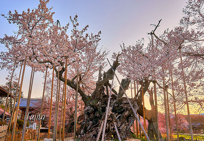 山高神代桜は日本最古！山梨・樹齢2000年の一本桜が花見名所 | 山梨県