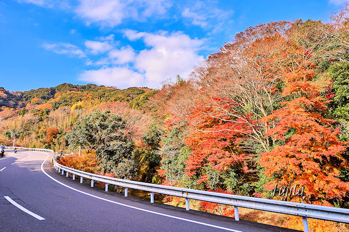 もみじロードの紅葉4選！千葉の紅葉狩り名所は12月が見頃 | 千葉県