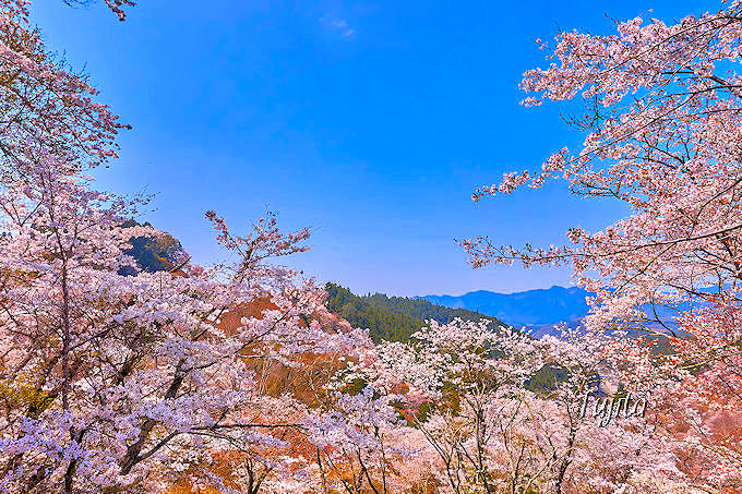 吉野山の桜は一目千本が必見！世界遺産のおすすめ花見コース | 奈良県