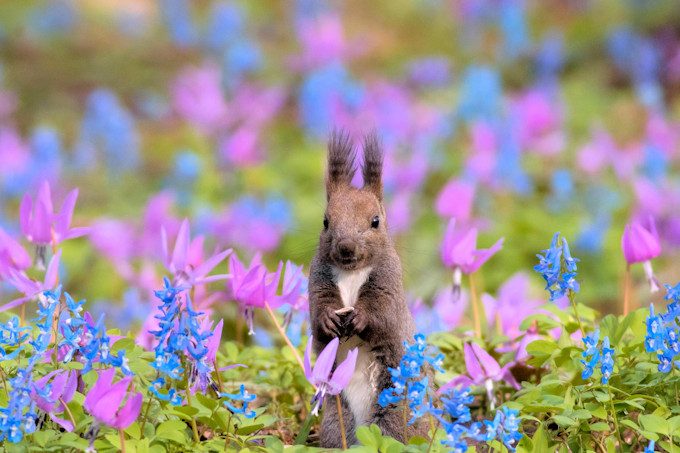 北海道の可愛い動物 A4写真プリント ガラス入り額装 ～花畑のエゾリス～ エゾリスと花畑がコラボ！北海道・浦臼神社の春はメルヘンチック
