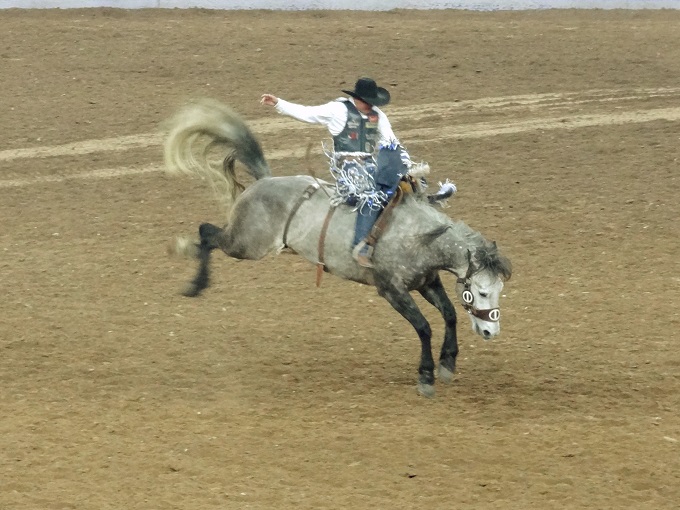 ヒューストン「ロデオショー」徹底攻略！初観戦で押さえたい6つの