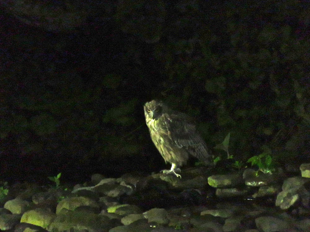 絶滅危惧種・シマフクロウに会える宿。知床「鷲の宿」 | 北海道