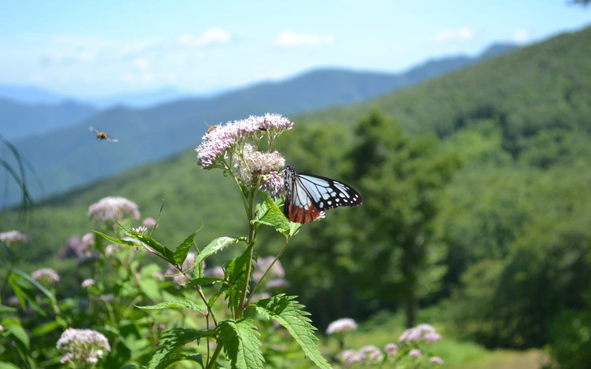 8月しか見られない蝶が乱舞する！山形蔵王プチ避暑ハイク | 山形県