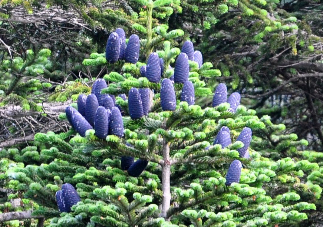 え！これが松ぼっくり？長野・栂池自然園の「オオシラビソ」 | 長野県