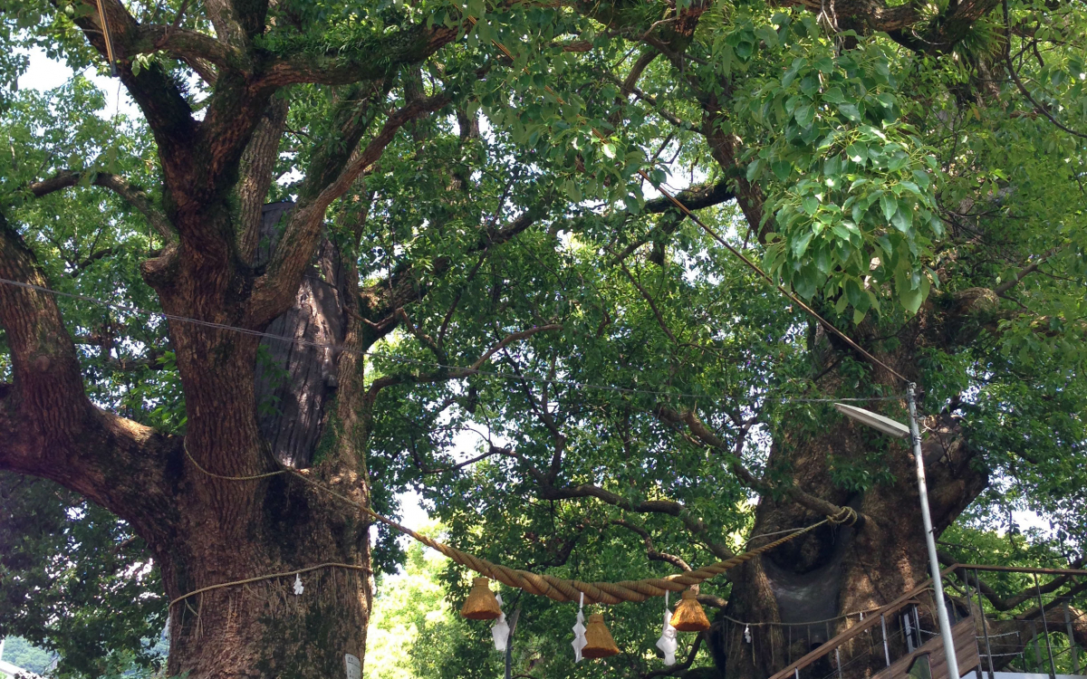 主役。。特大の極上ハイノキ。 福山雅治も歌う被爆「クスノキ」～長崎・山王神社の大楠は生命力溢れる