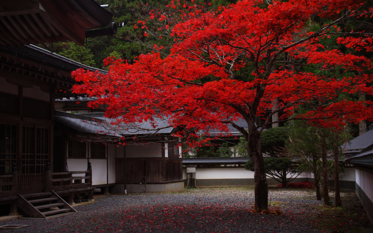高野山観光のベストシーズンは秋の紅葉！見頃は11月上旬 | 和歌山県 