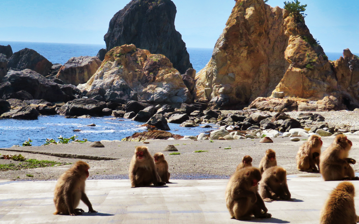 波勝崎モンキーベイ」野生のサルとふれあい！南伊豆の絶景岬へGo