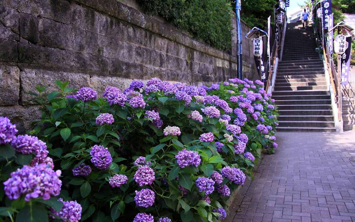 東京 白山 神社