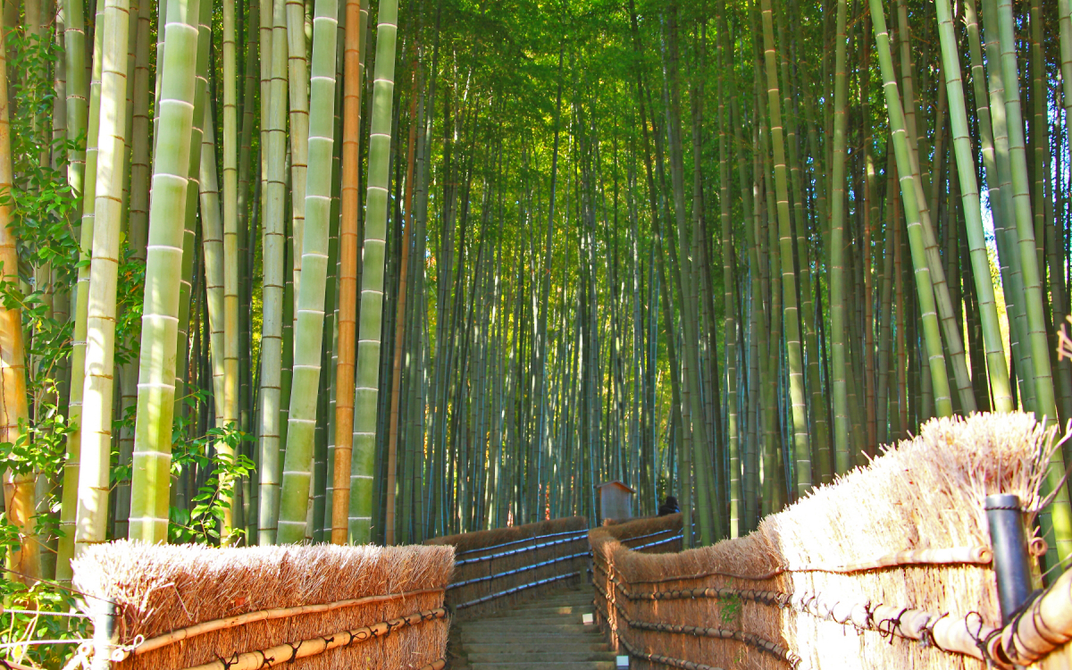 見所は紅葉だけでない！竹林の先は何処へ？京都「化野念仏寺」 | 京都