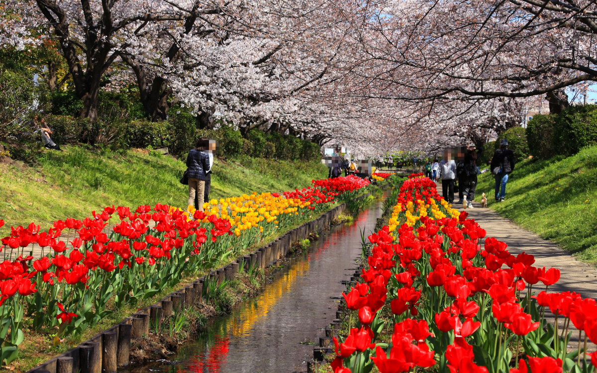 水路沿いは桜とチューリップの大行進！横浜「江川せせらぎ緑道
