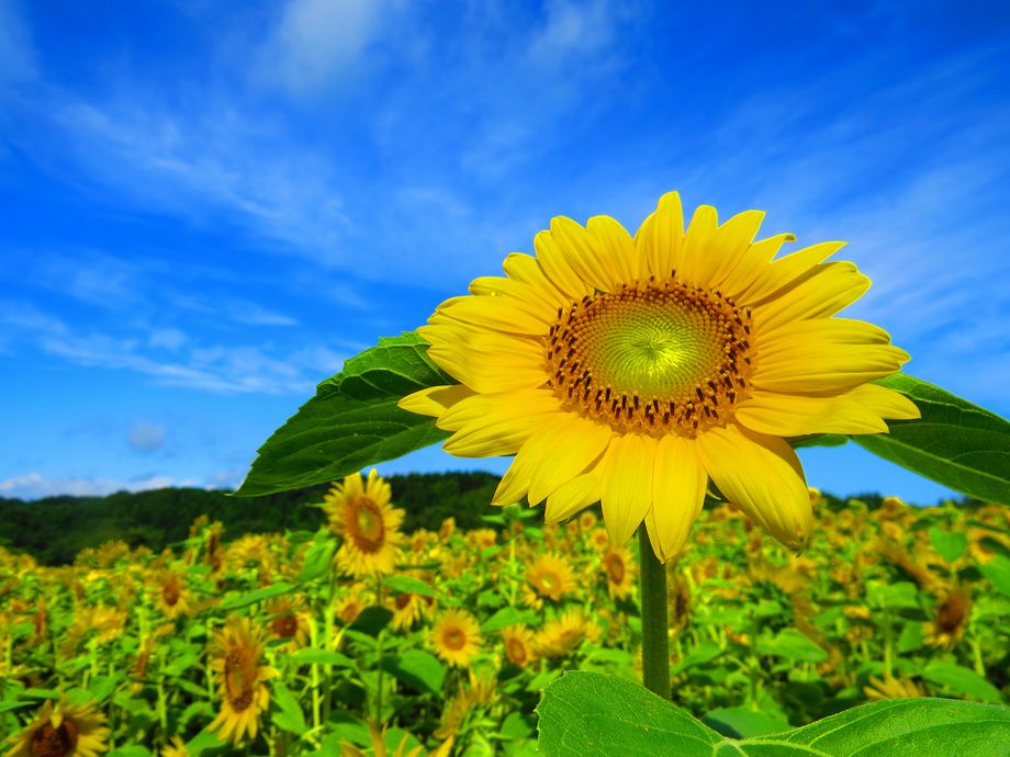 圧巻のひまわり200万本！青森県八戸市南郷が東北最大級 | 青森県