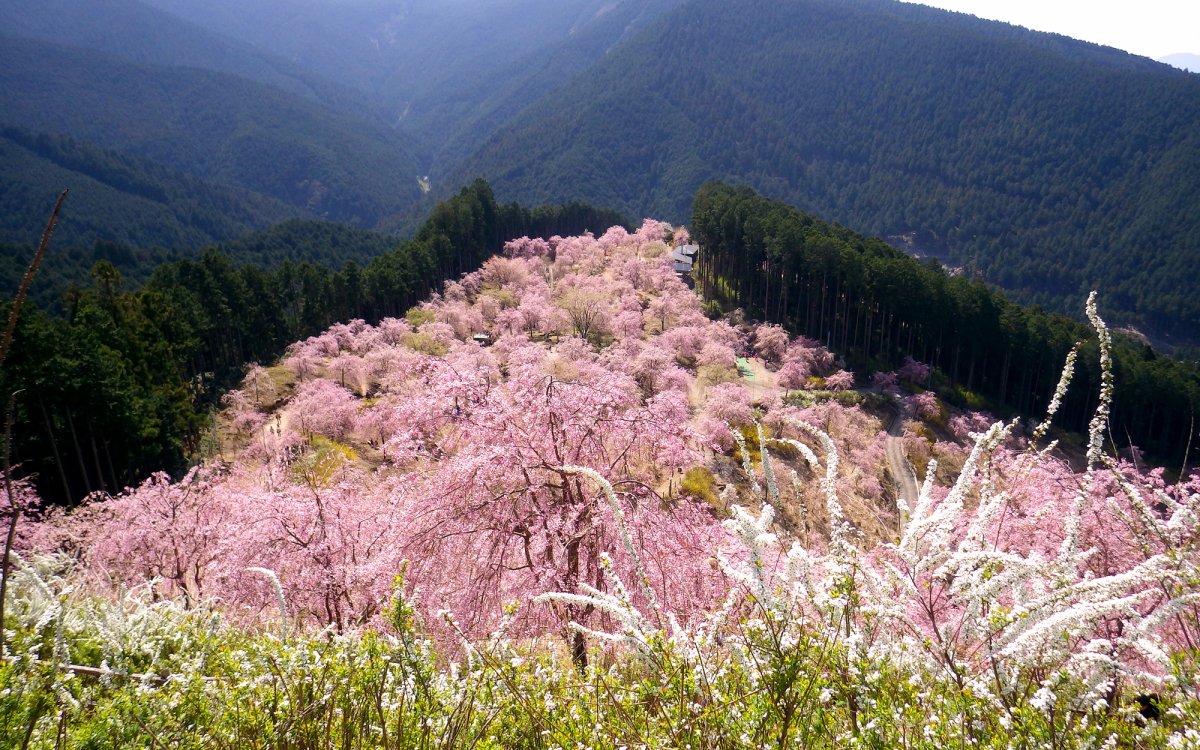 桃源郷 桃源郷』 花桃×芝桜×ユキヤナギ 🩷🤍🩷🤍 まさに桃源郷🌸🌸🌸 みんな