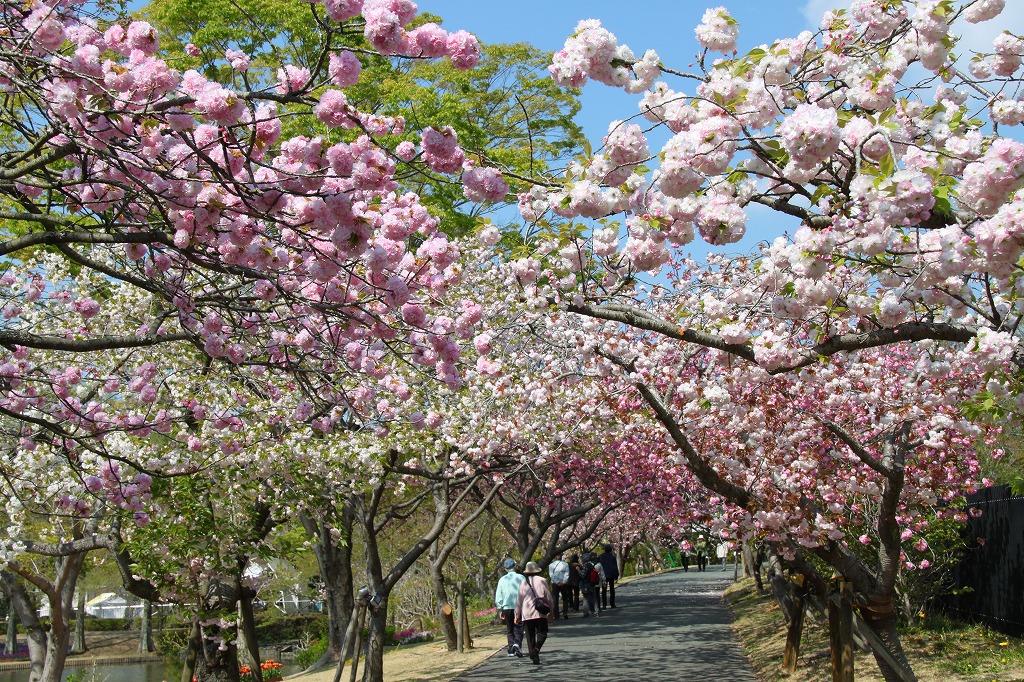 八重桜のトンネルがすごい！舘山寺「はままつフラワーパーク」 | 静岡