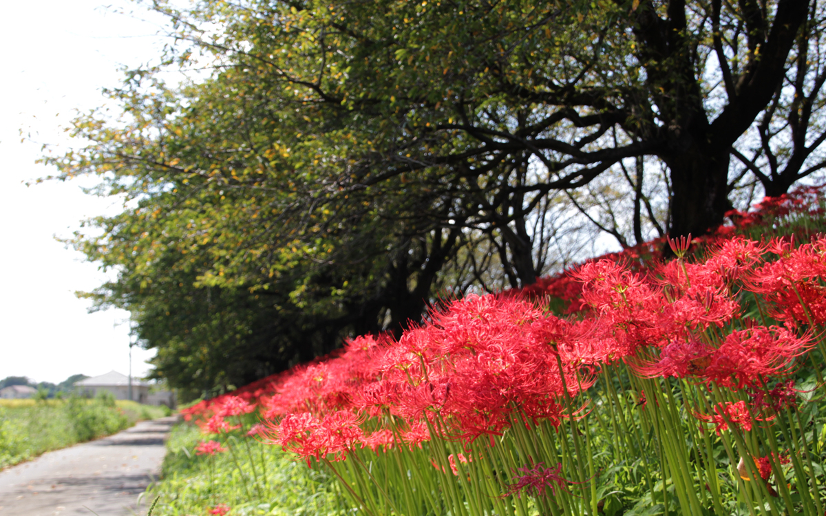 彼岸花もすごいぞ！埼玉県吉見町の桜名所「さくら堤公園」 | 埼玉県