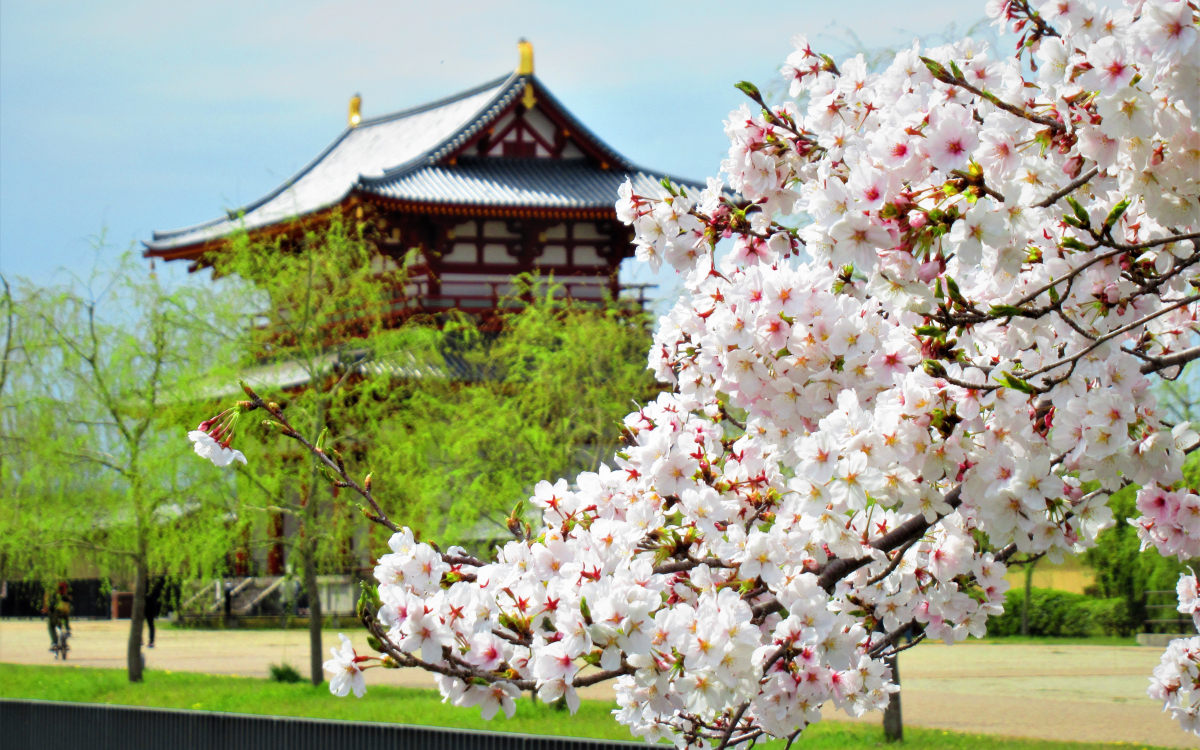 華やかな天平時代との共演！奈良の世界遺産「平城宮跡」の桜 | 奈良県
