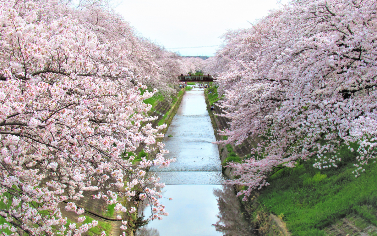 延々と続く光景は圧巻！奈良市「佐保川の桜並木」でお花見を | 奈良県
