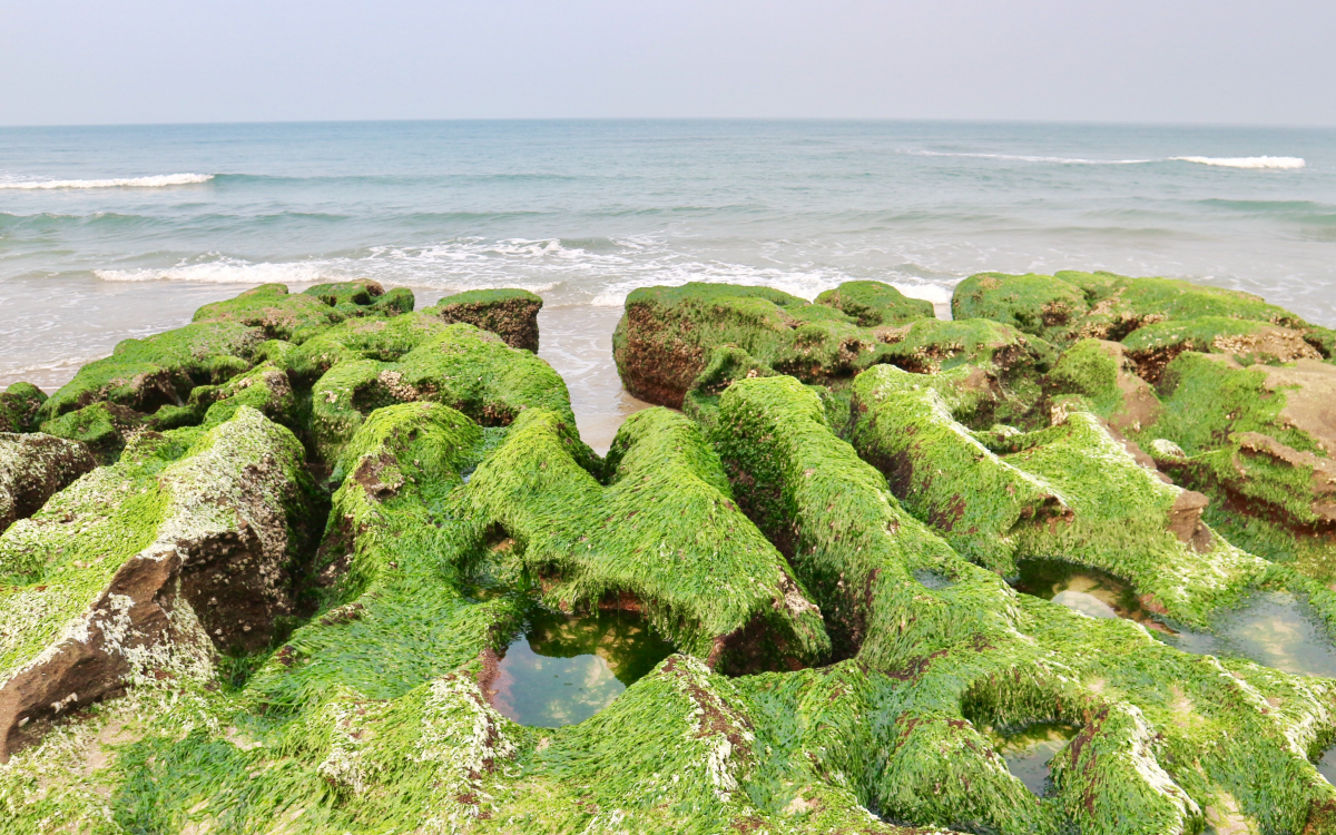 まるで緑の絨毯！台湾北部・春限定の海辺の絶景「老梅緑石槽」 | 台湾