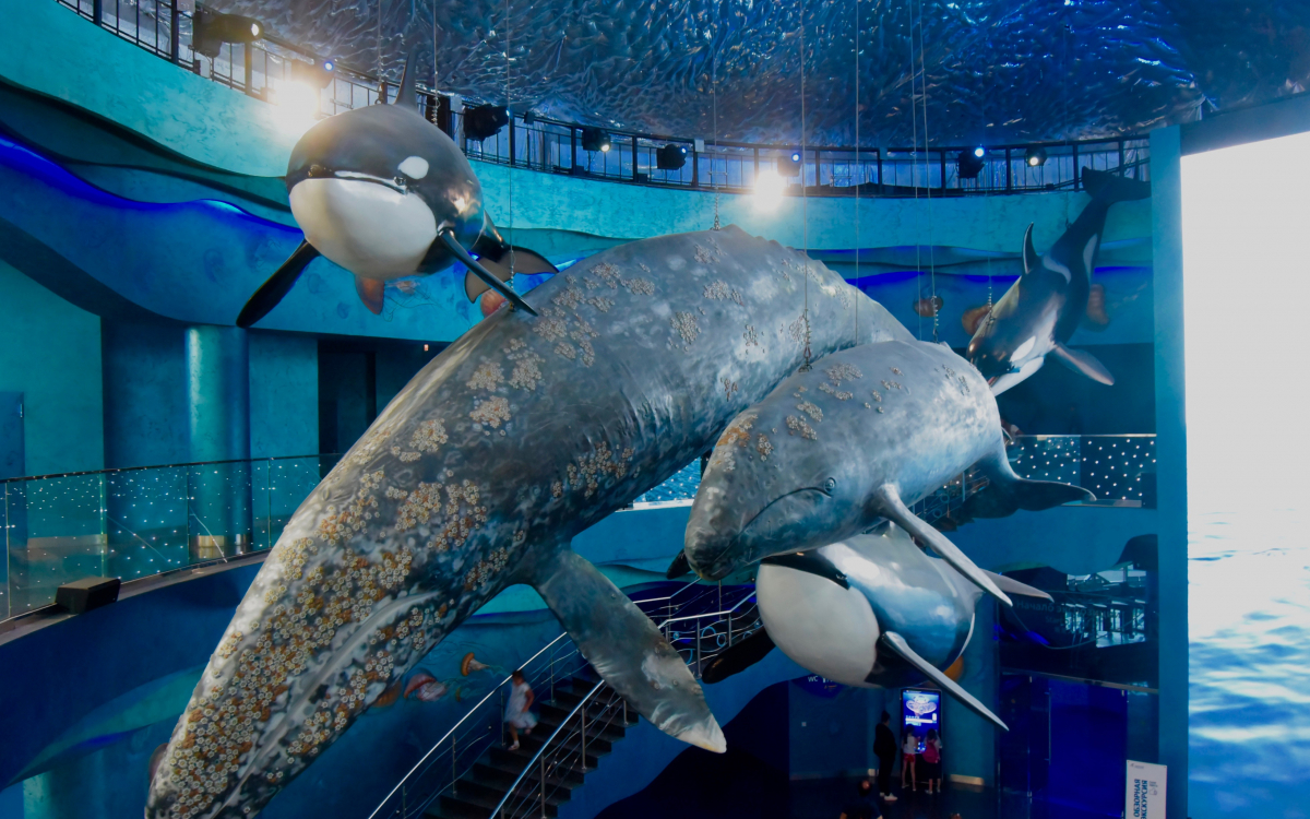 とにかく大きいぞ！ウラジオストク「プリモルスキー水族館」 | ロシア