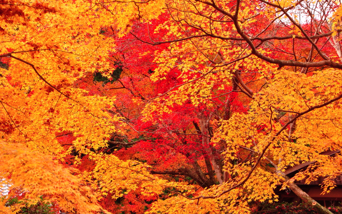 大阪・泉州一の紅葉の名所 渓流めぐりも楽しい「牛滝山大威徳寺