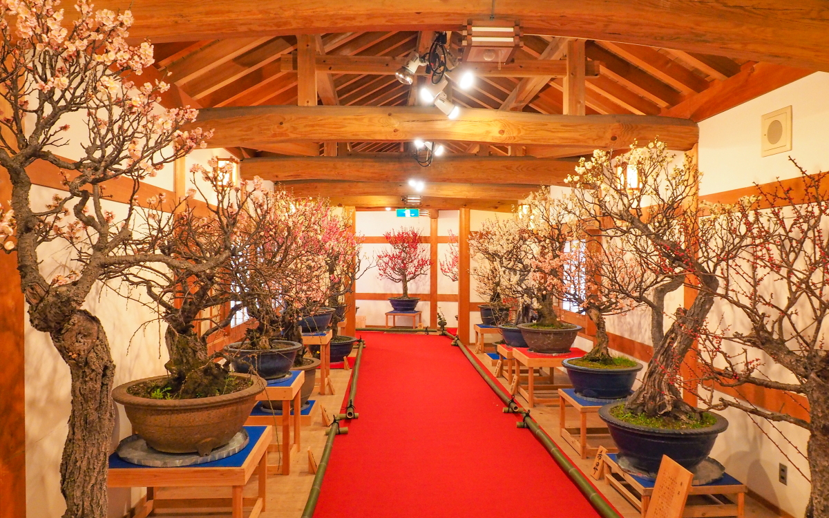 奈良・大和郡山「盆梅展」でひと足早い春の訪れを感じよう！ | 奈良県