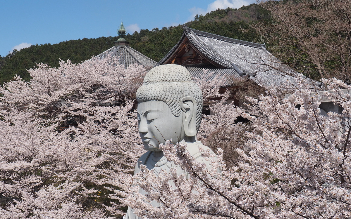 桜大仏”に“大雛曼荼羅”も！奈良「壷阪寺」は眼病封じの寺 | 奈良県