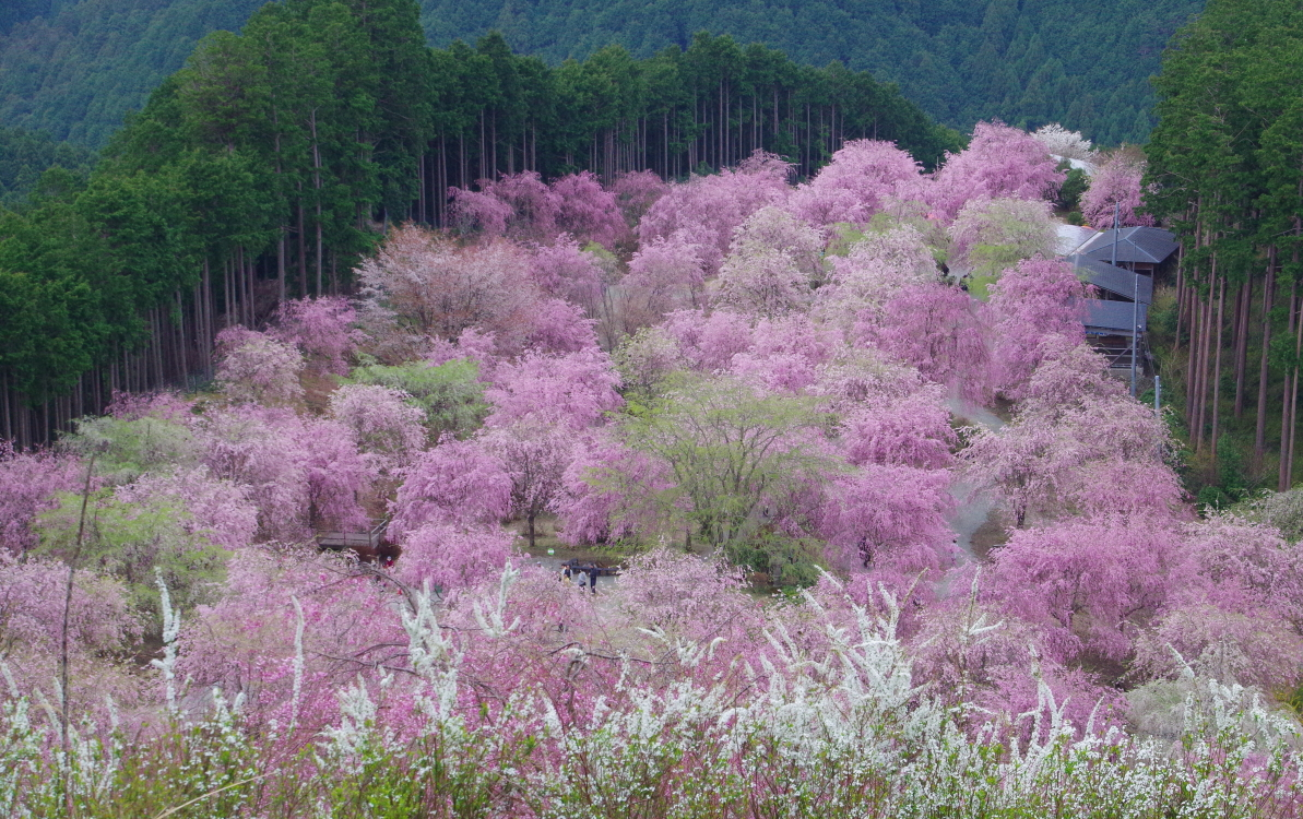 奈良・しだれ桜3選！「高見の郷」「又兵衛桜」「宝蔵寺」の桜 | 奈良県