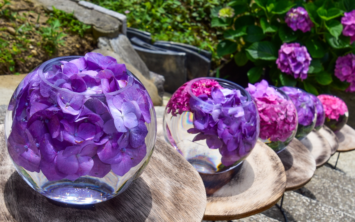 本物ガラス製、果物等入れ紫色が美しいガラス器です。時代大正時代。 奈良・般若寺の初夏の風物詩！アジサイガラスボールが美しい | 奈良県