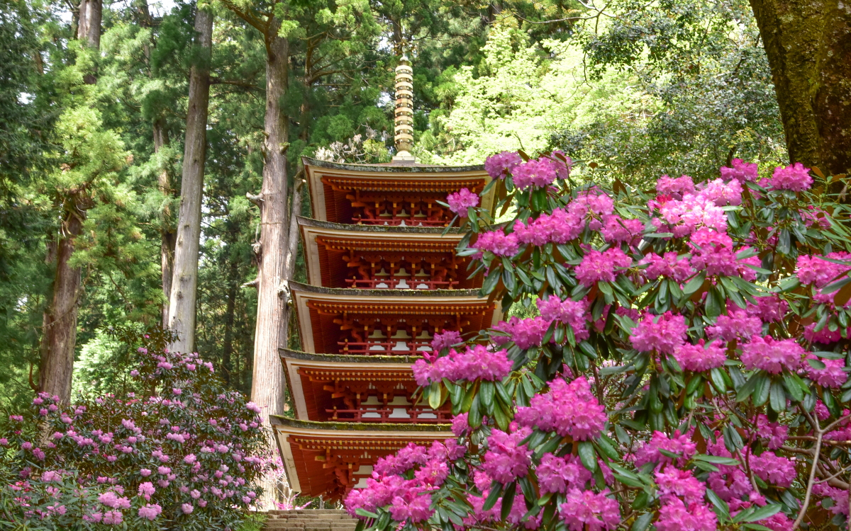 女人高野を彩る石楠花！奈良・室生寺「大和観音はるかぜ回廊」 | 奈良