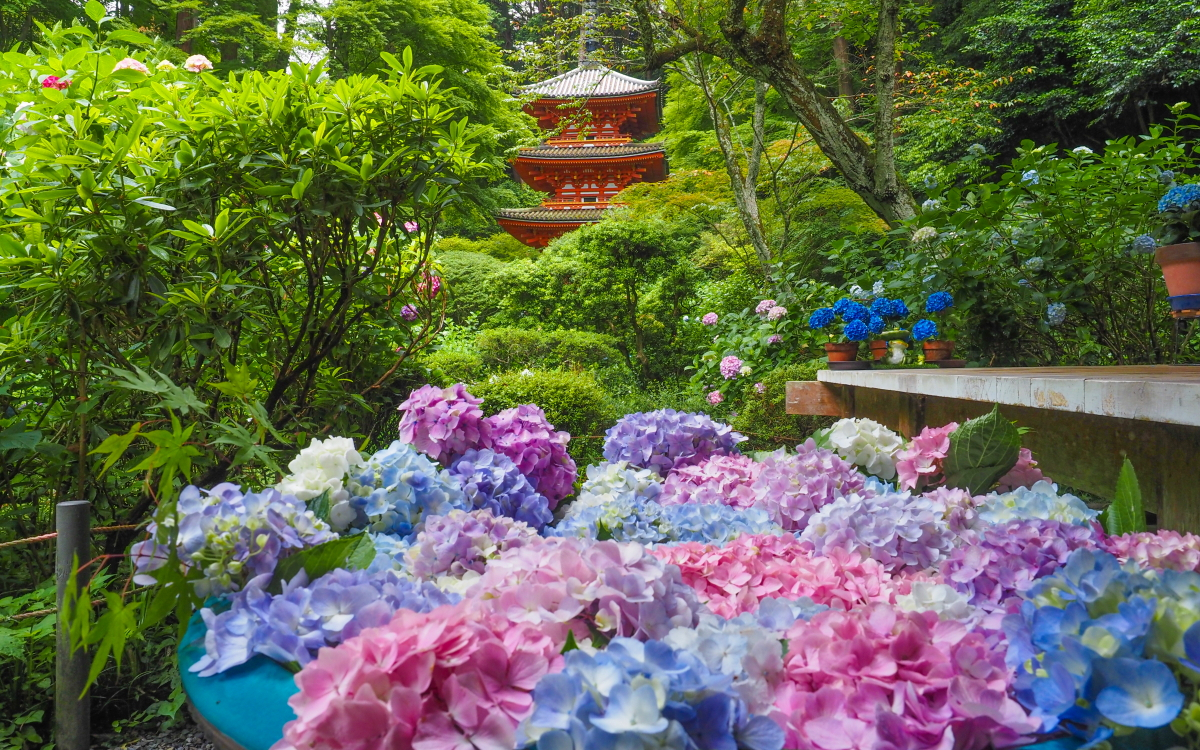 万華鏡のような花手水も！京都・木津川市「岩船寺」のあじさい | 京都