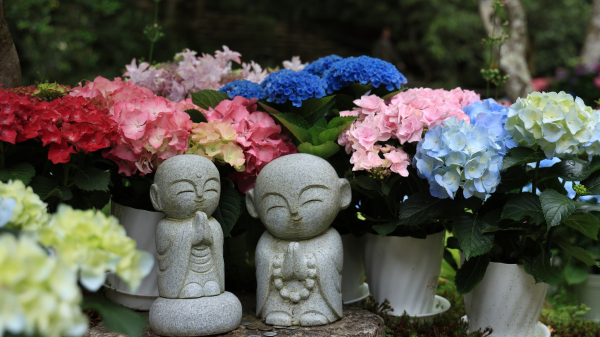 室生 寺 あじさい