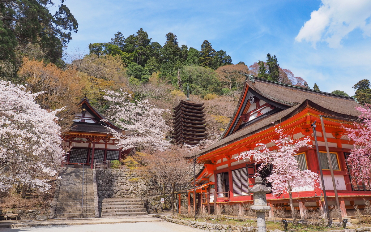 夜桜ライトアップも美しい！奈良・桜井「談山神社」桜まつり | 奈良県