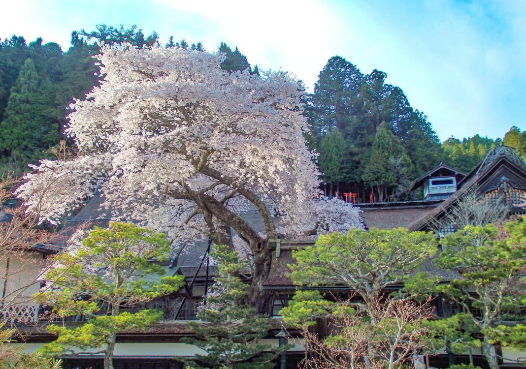 桜と天空の世界遺産の競演！和歌山「高野山」でお花見を楽しもう