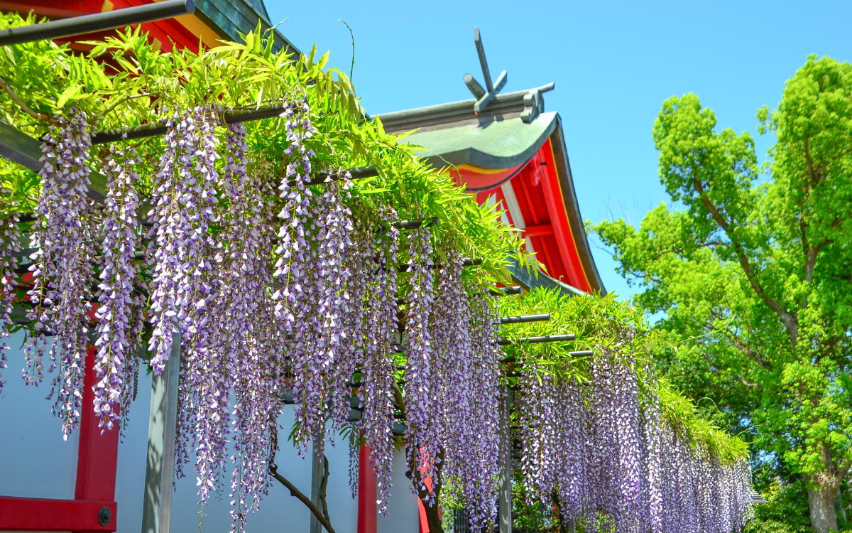色とりどりの藤の花！大阪・奈加美神社「なかみ藤ノ宮 藤まつり