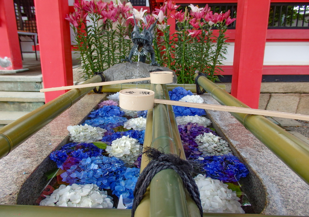 紫陽花の花手水がフォトジェニック！大阪・泉佐野「奈加美神社