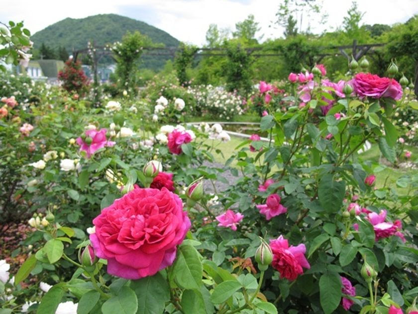夏こそ訪れたい「軽井沢レイクガーデン」色とりどりの花々と水辺の景色を満喫 | 長野県 | トラベルjp 旅行ガイドの画像