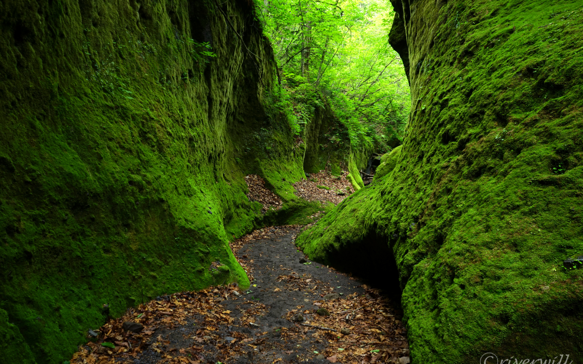 緑のベールに包まれた知られざる北海道の秘境！「苔の回廊」 | 北海道