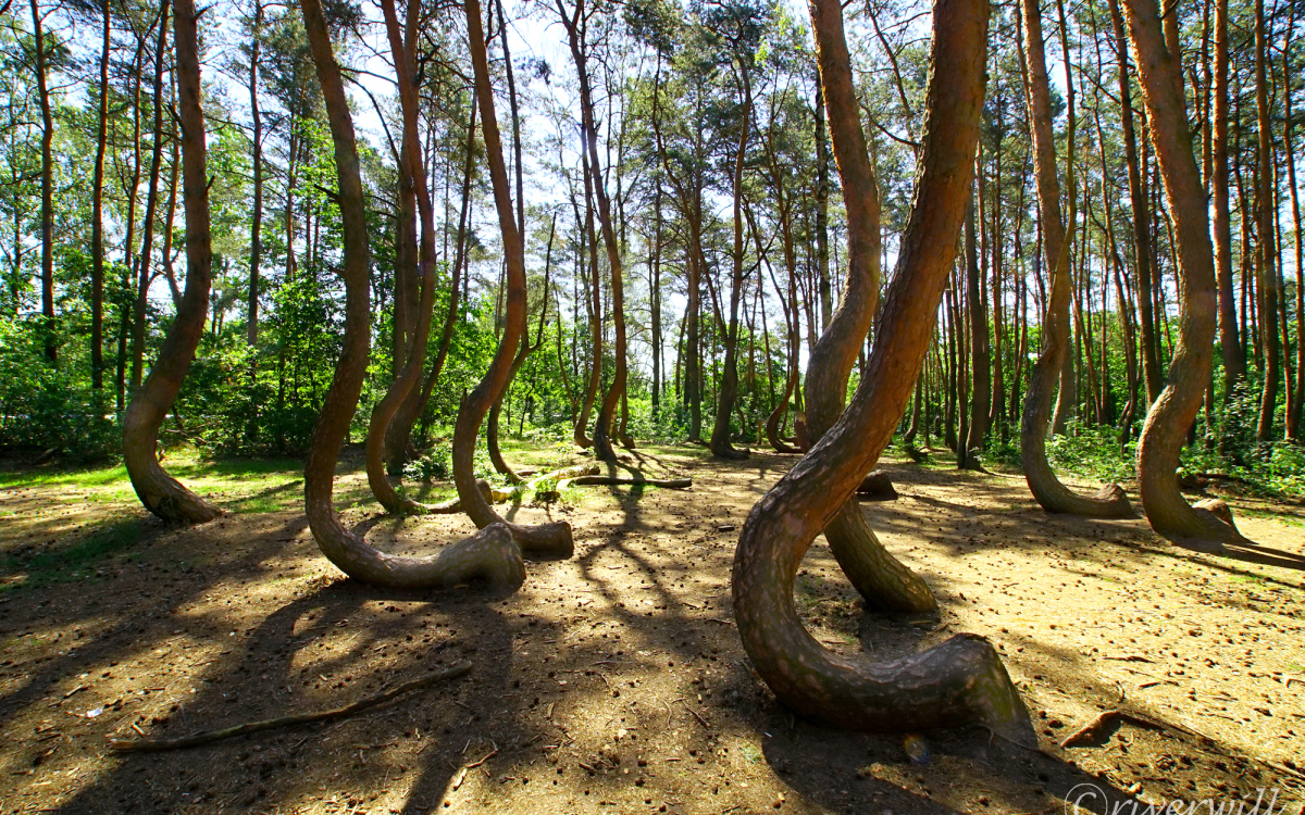 真作】 アンナ・オルシェウスカ 風景 1988年 ポーランド N-9 i【真作