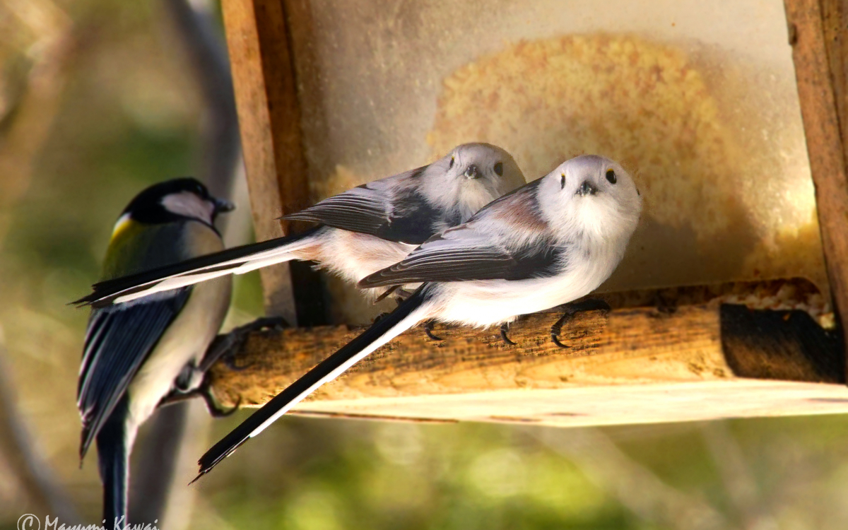 雪の妖精シマエナガに会える！北海道のザ・バードウォッチングカフェ