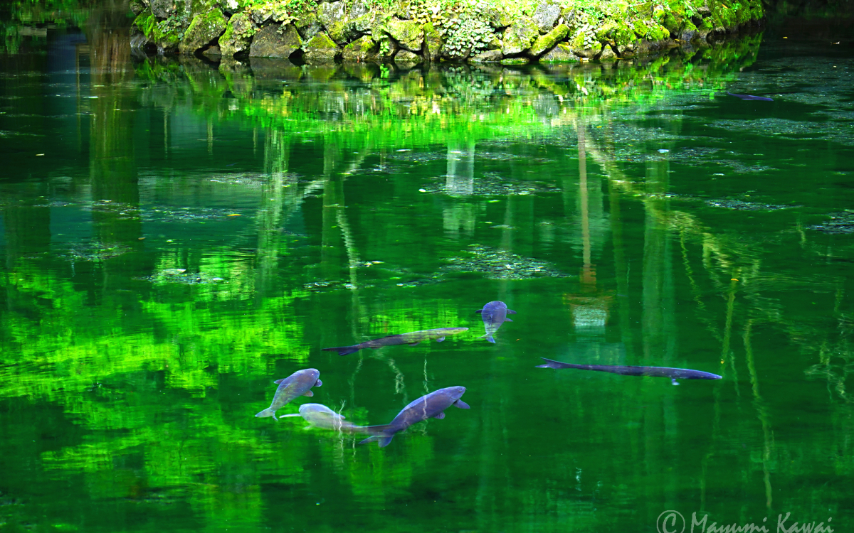 鯉が宙を舞う!?栃木佐野の名水「出流原弁天池」がジブリの世界 | 栃木