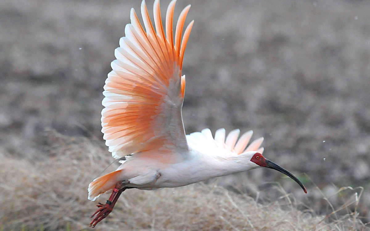 トキ、再び空を舞う！佐渡だけの野生のトキ・ウォッチング | 新潟県