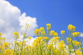 3̗sɂ߁IAoXcA[̑IѕƂ́H̋LTlC