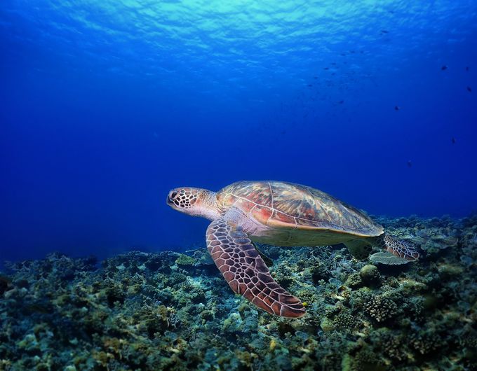 ꗷsɈsRcy6z^J[EIvVicA[͗sOɗ\񂷂